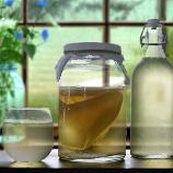 Kombucha Scoby